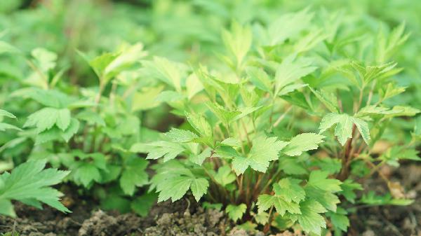 中餐菜谱大全菜单